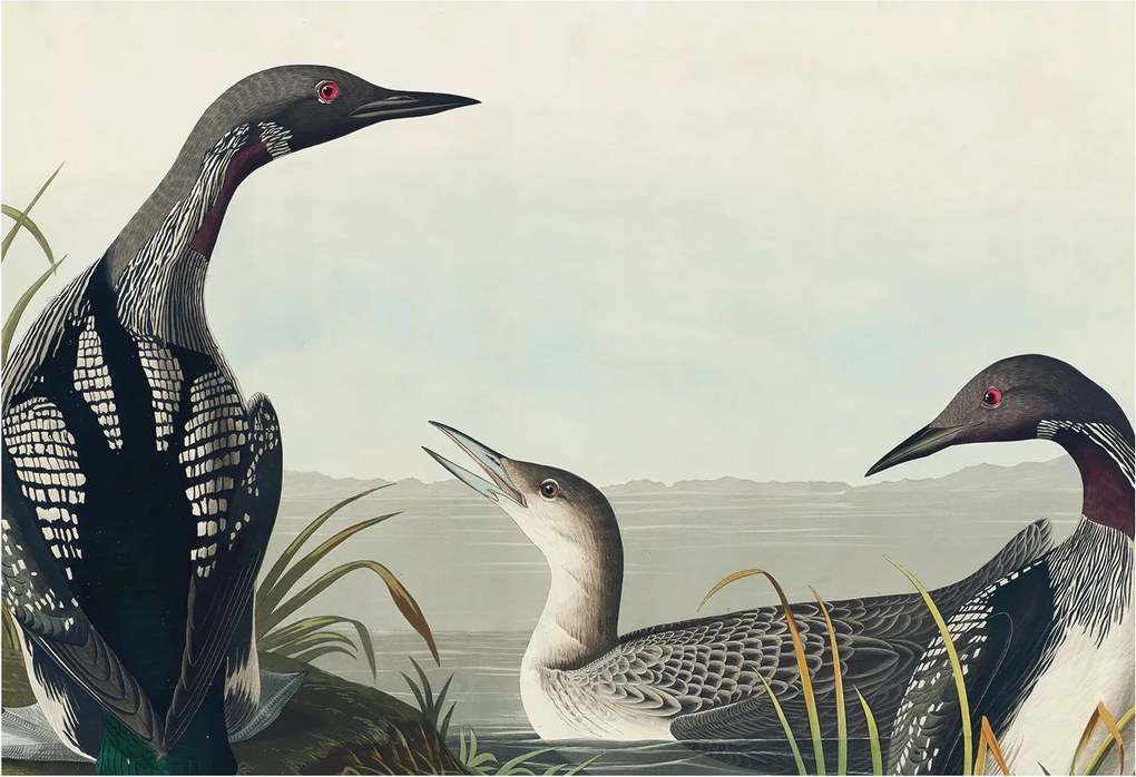 Dekoratív fotótapéta falra Könnyű összeszerelés Madarak a víz felett 152x104 Ragasztó