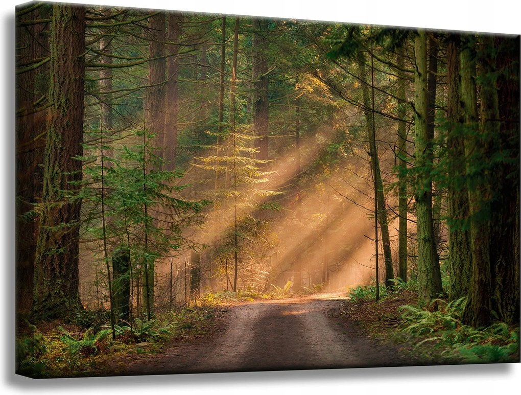Vászonkép Ösvény az erdőben Fák Természet 60x40 cm