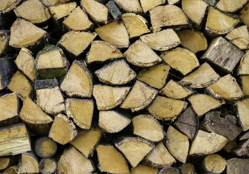 Poszter 66,5x46,5cm Fa rönkök, Assaf Frank