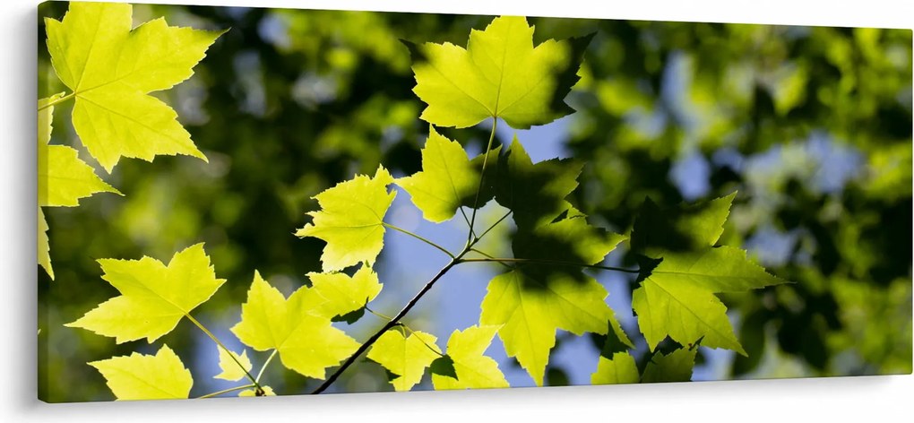Kép - juhar levelek (120x50 cm)