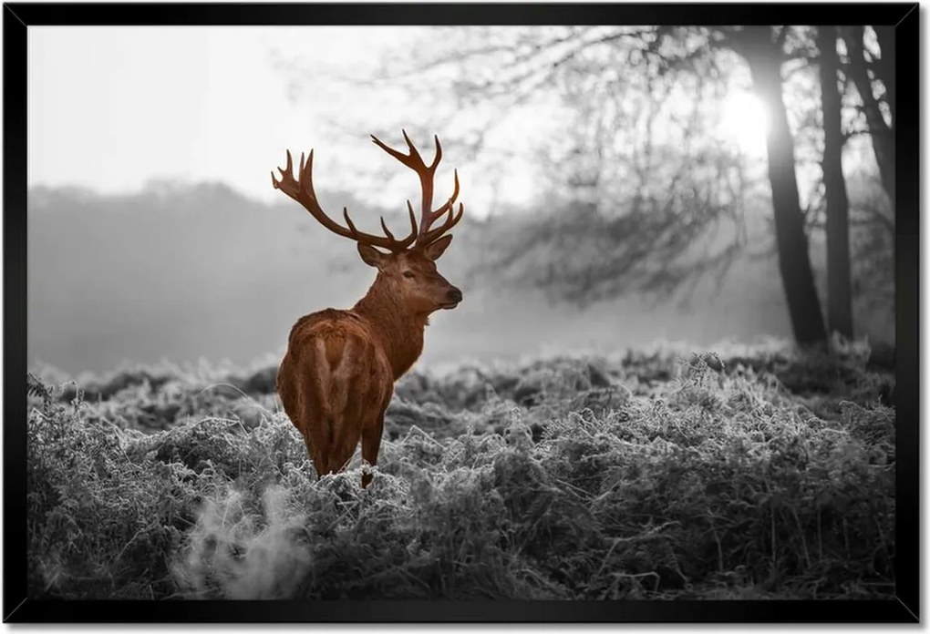 Poszter keretben 60x40 Méltóságteljes szarvas szarvakkal
