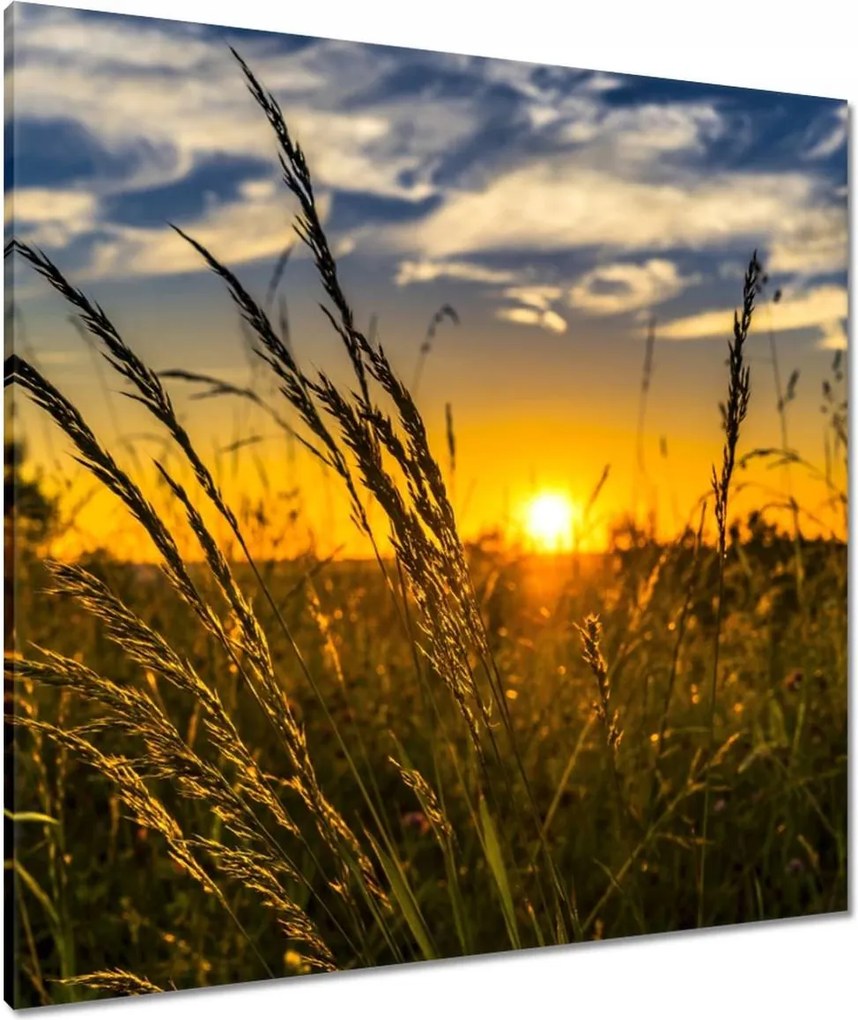 Vászonkép 80x80 Naplemente a füvek között