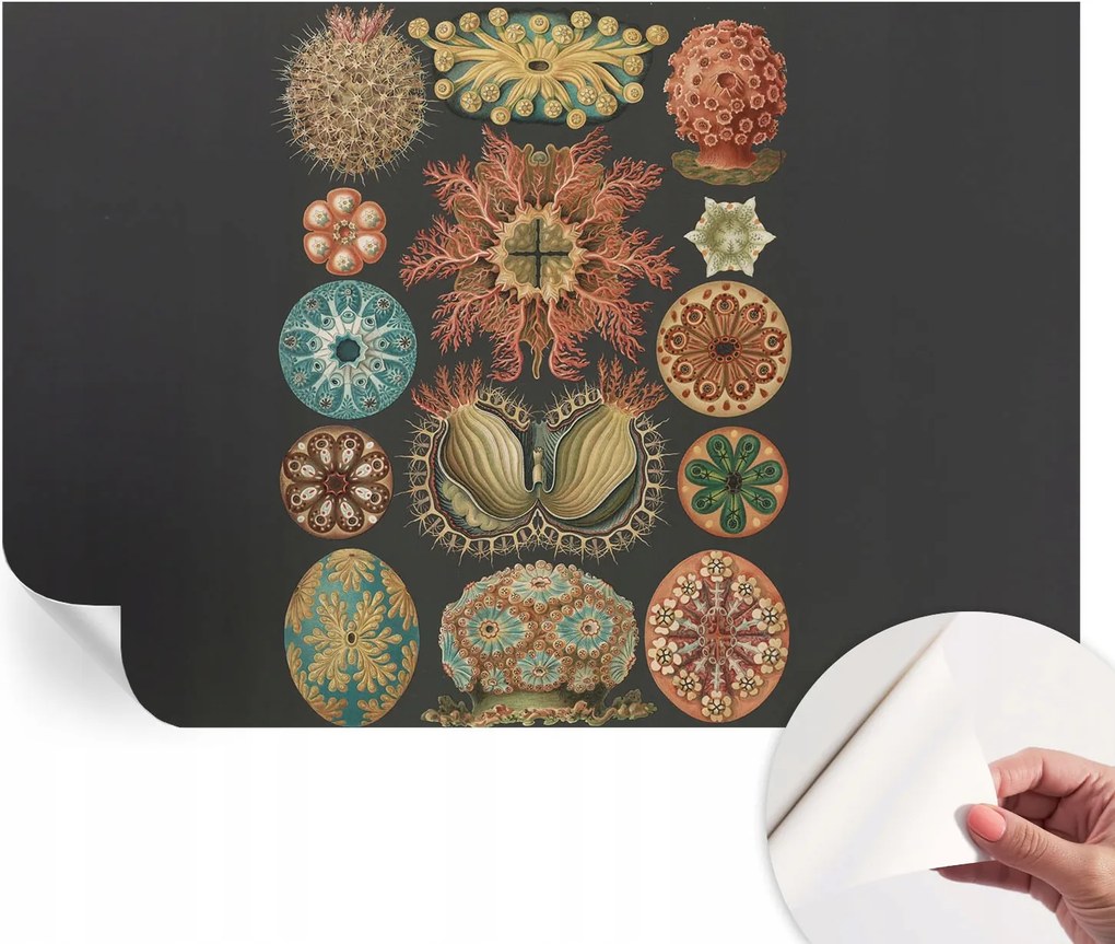 Dekoratív öntapadós fotótapéta irodába Tengeri inspirációk 104x70 cm