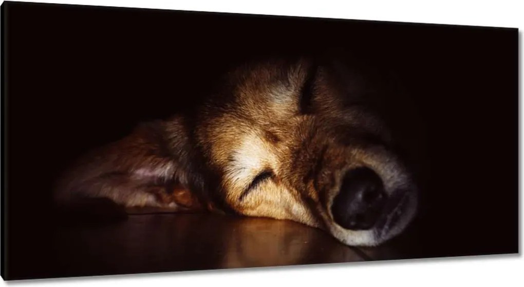 Képek 115x55 Kutya fekszik a padlón