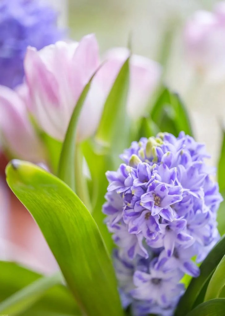 Poszter 50x70cm Jácint és tulipánok közelkép, Assaf Frank