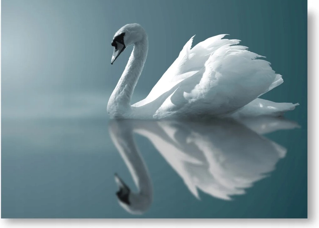 Hattyú víz boho poszter kép B1 100x70cm #200