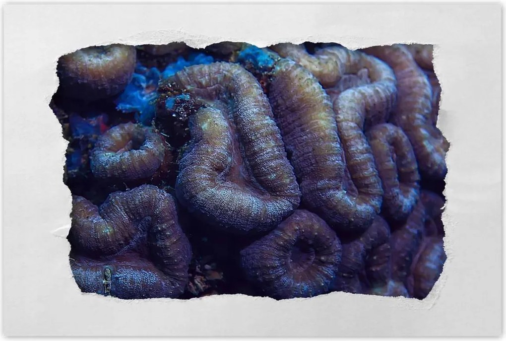 Poszterek 120x80 Vad természet az óceánban