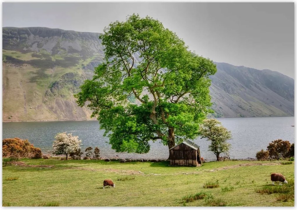 Poszterek 100x70 Erős fa