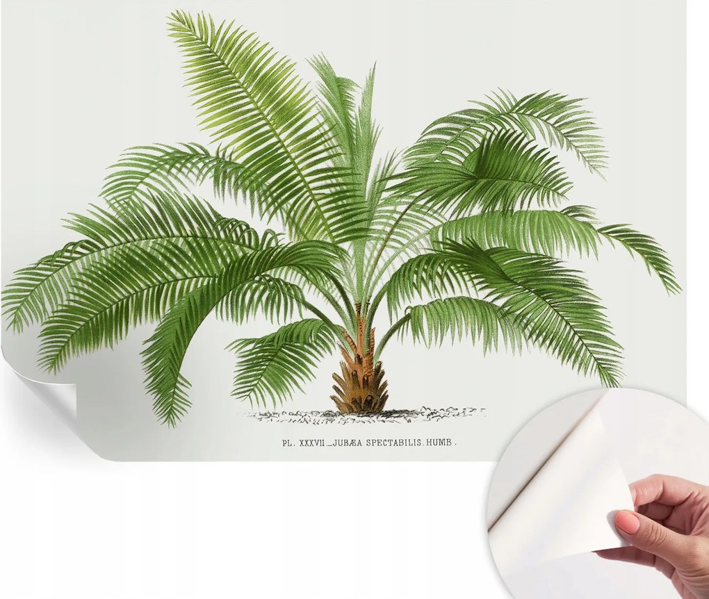 Öntapadós Dekoratív Fotótapéta Hálószobába Csillogó pálmafa 104x70 cm