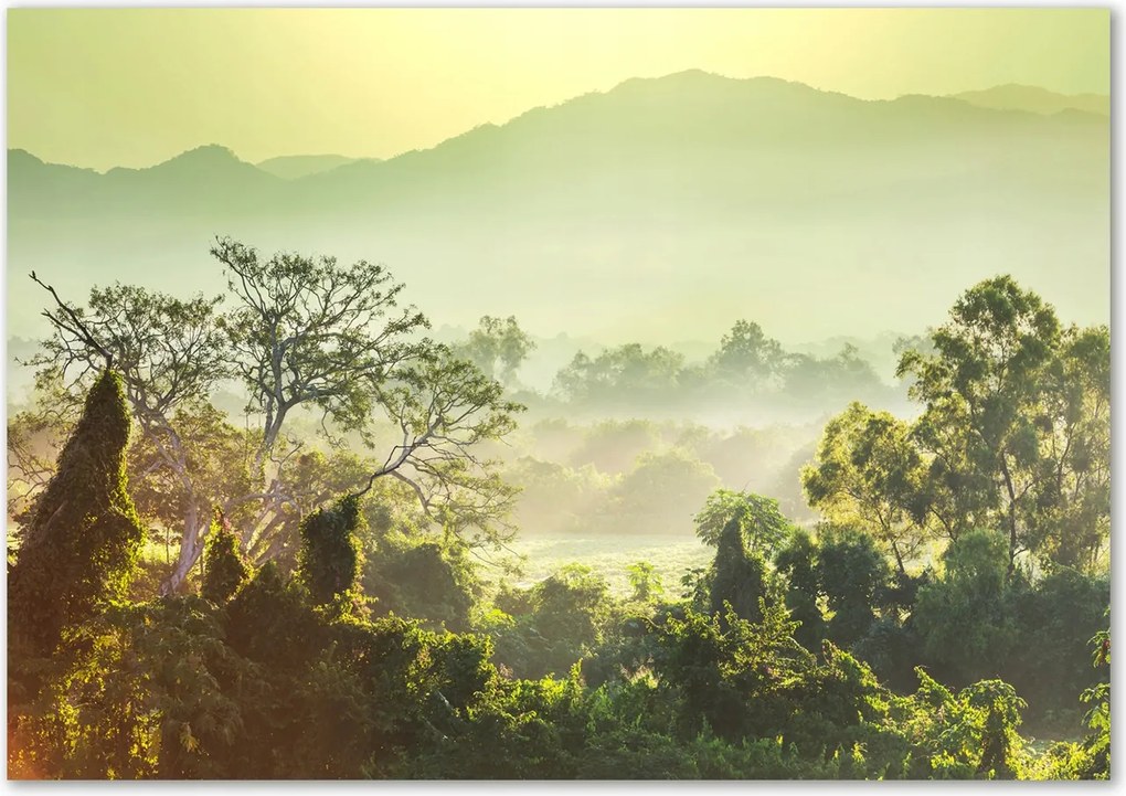 Lacobel üveg fotó nyomtatással Dzsungel Ragasztó Ingyenes
