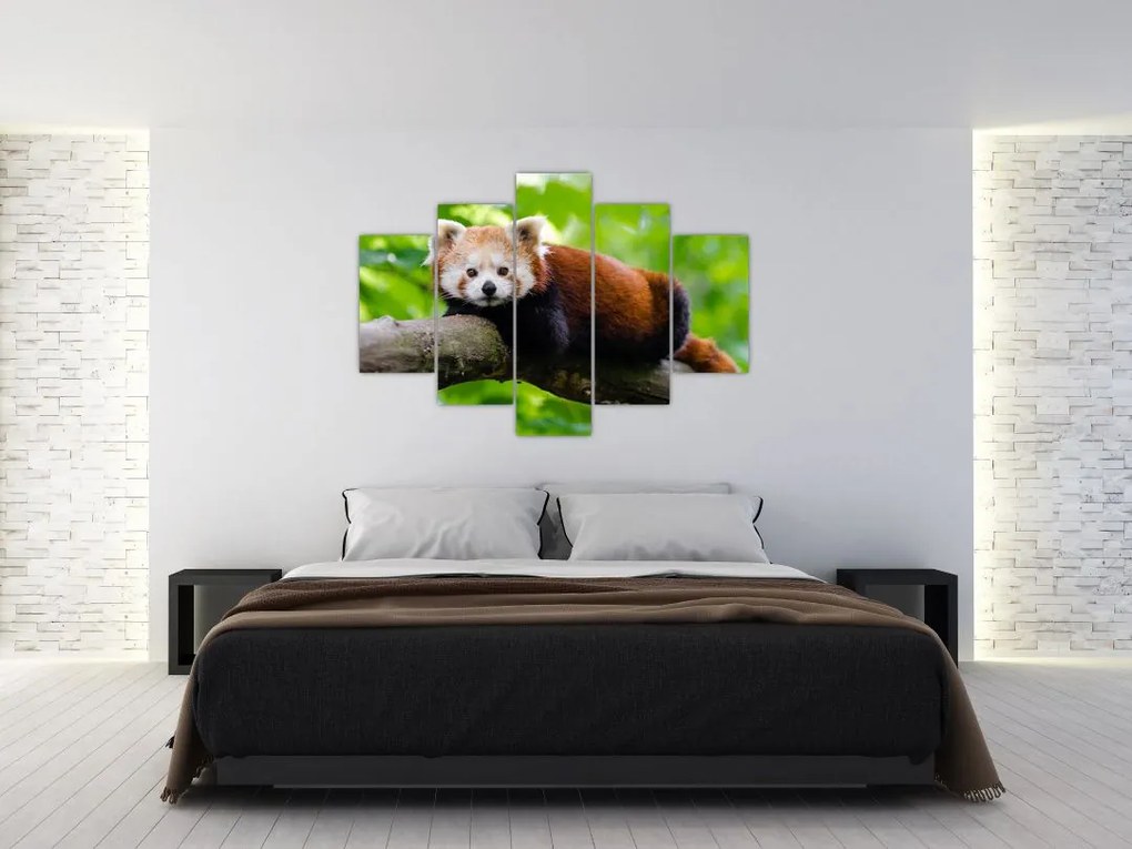 A vörös panda képe (150x105 cm)