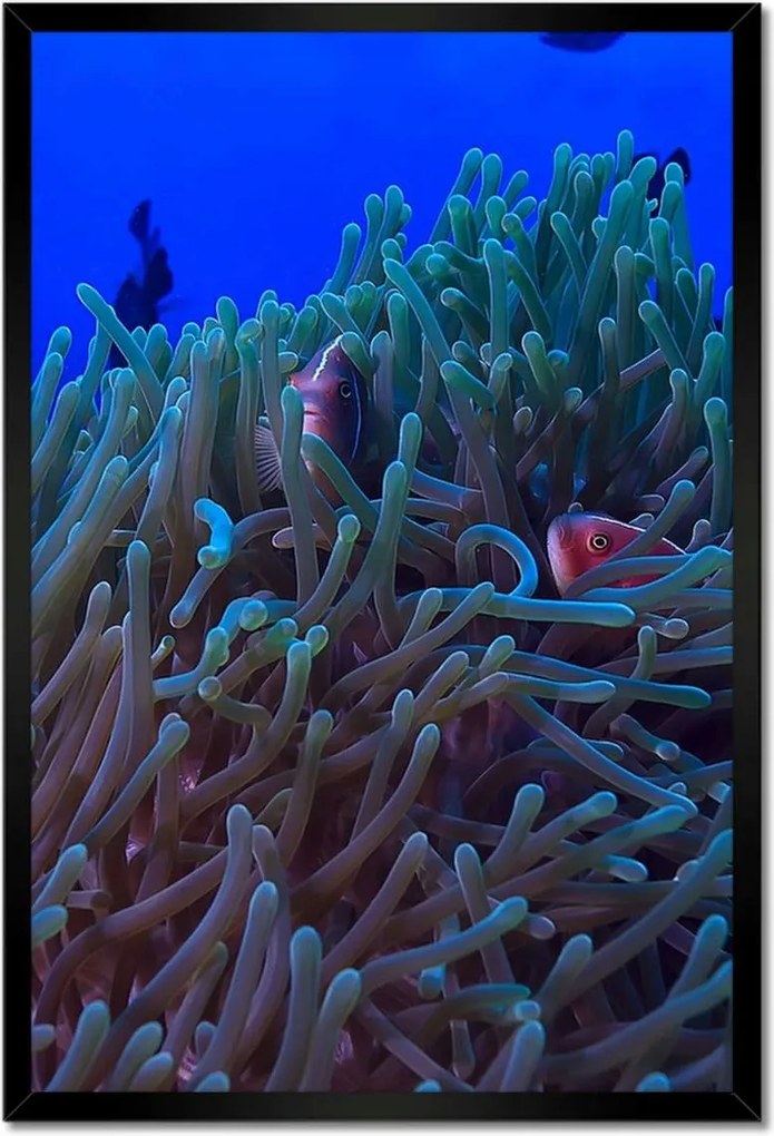 Poszterek keretben 40x60 Víz alatti zátony jelenet