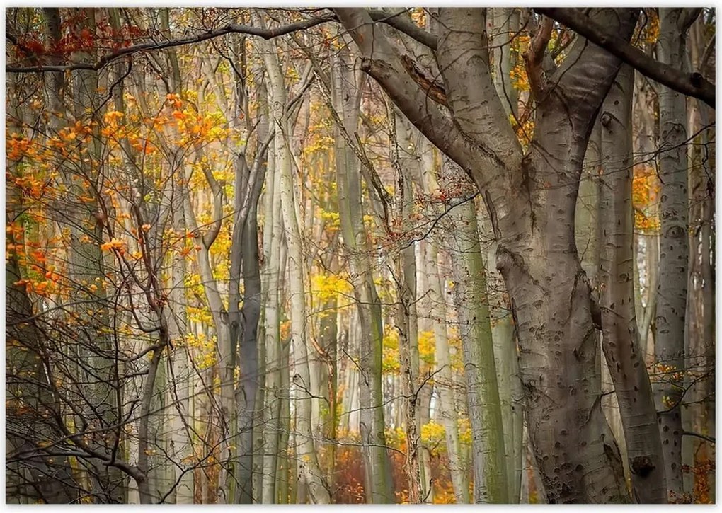 Poszterek 100x70 Tájkép Látvány