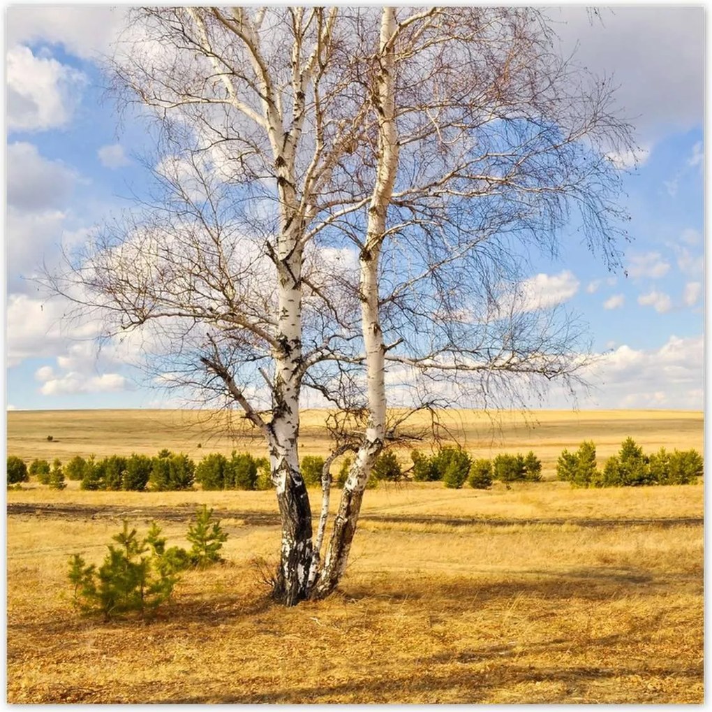 Poszterek 140x140 Nyírfa a mezőn Tájkép