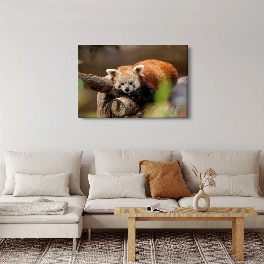Vörös panda képe (90x60 cm)