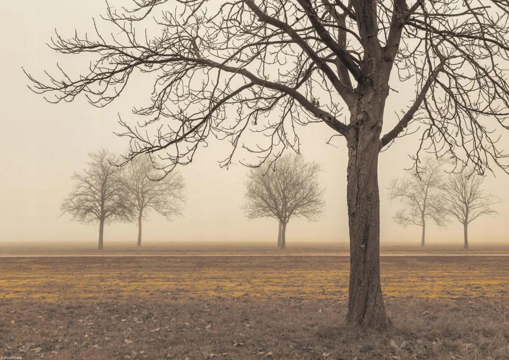 Poszter 42x29,7cm Fák egy ködös napon, Assaf Frank