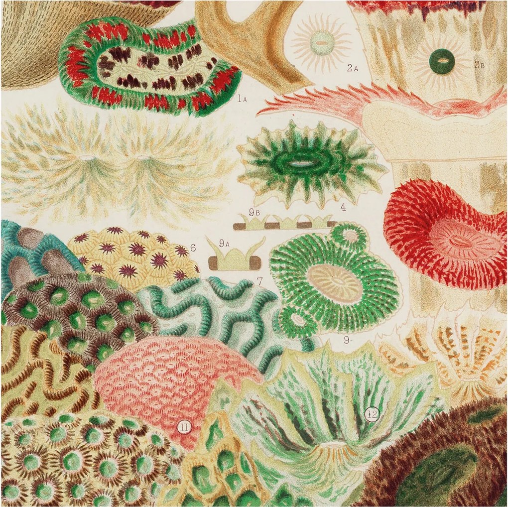 Fali fotótapéta Étkezőbe Organikus formák 250x250