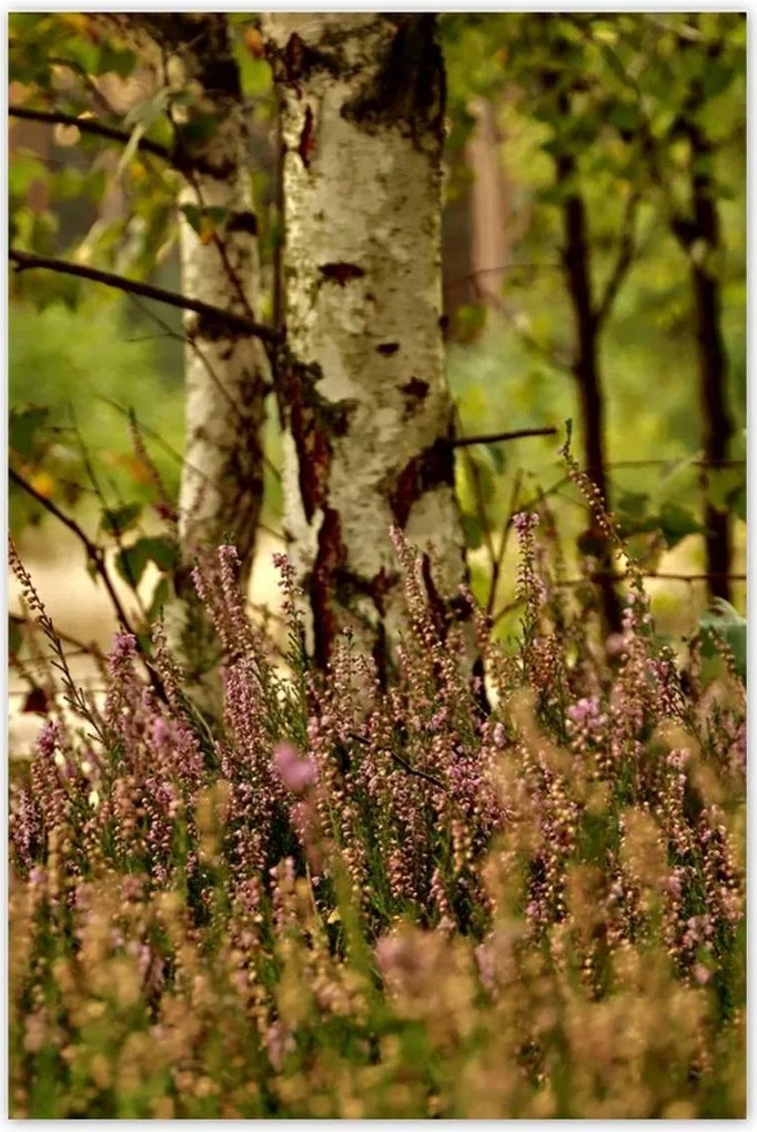 Poszterek 80x120 Nyírfa a hangák között Erdő