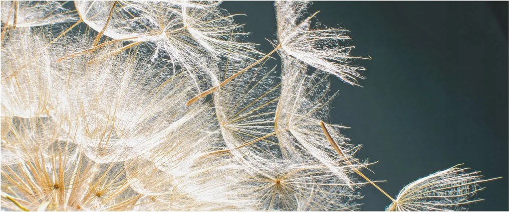 Fotótapéta Fali tapéta Hálószoba Nappali Pitypang könnyedség 250x104