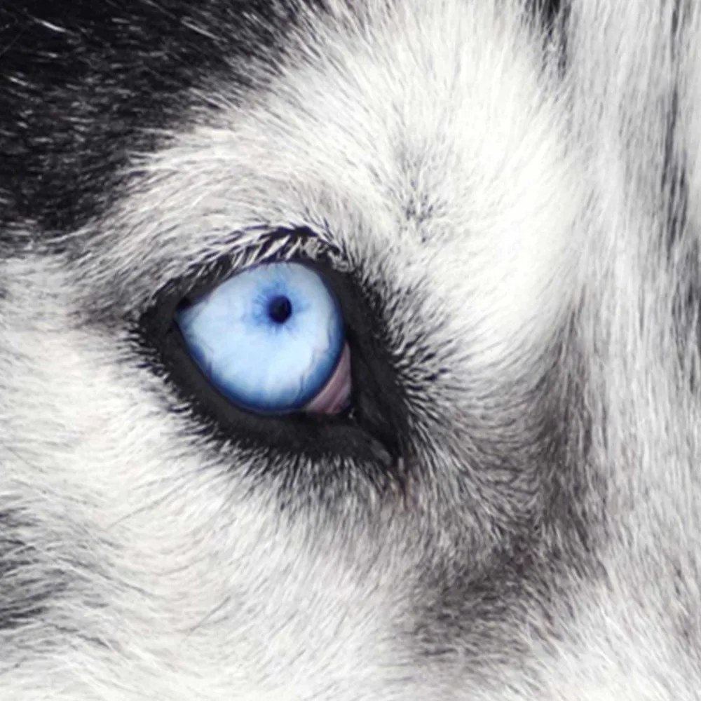 Gario Paraván Szibériai husky Méret: 145 x 170 cm, Kivitelezés: Forgó paraván 360°