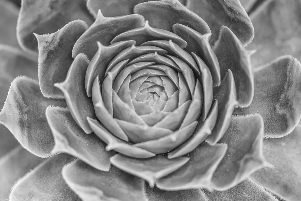 Poszter 45x30cm Közelkép pozsgásokról, Assaf Frank