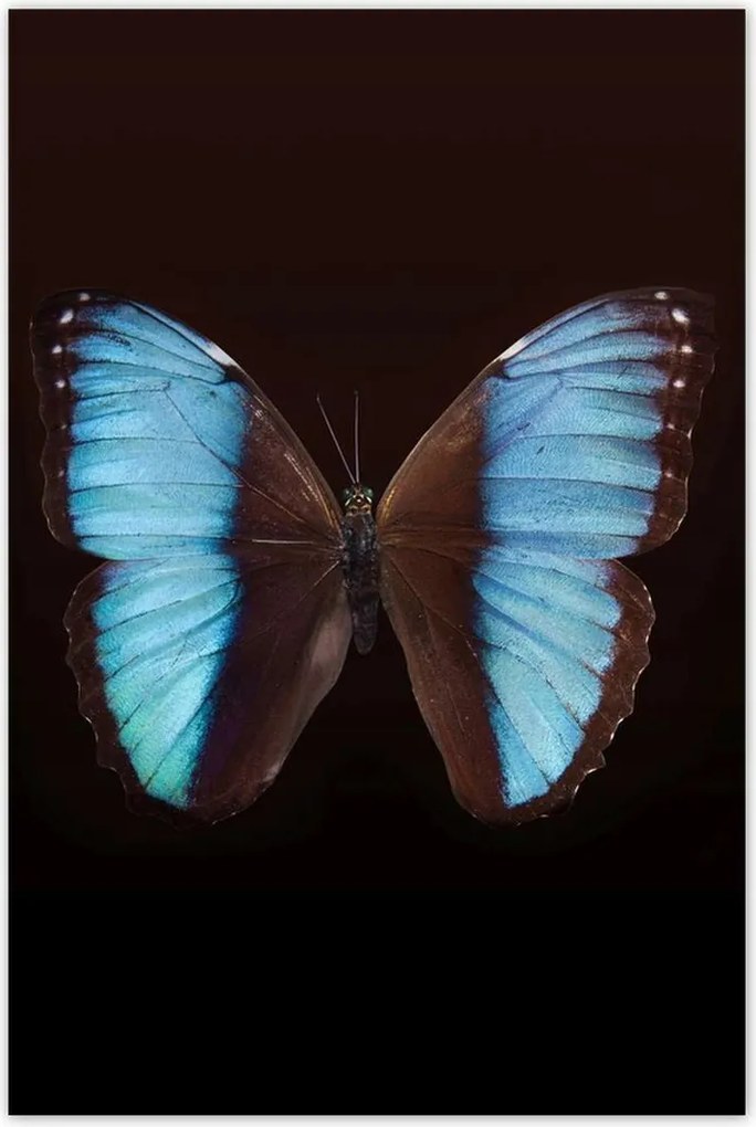 Poszterek 80x120 Kék pillangó