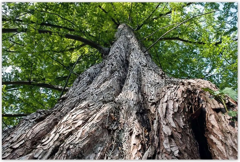 Poszterek 120x80 Fa Fák Kilátás