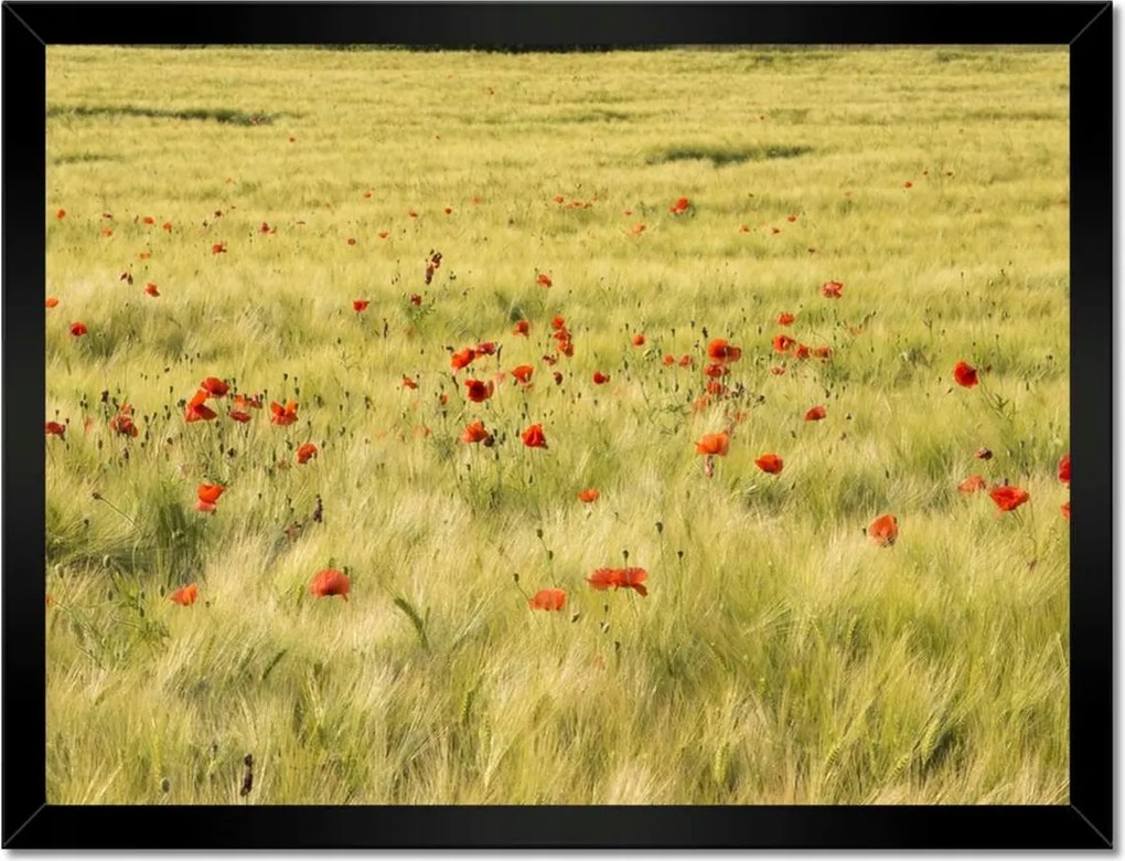 Poszterek keretben 40x30 Pipacsok a mezőn