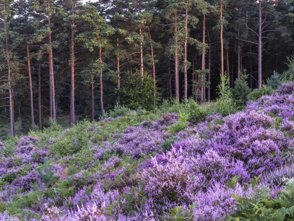 Poszter 40x30cm Hanga és fenyő, Assaf Frank
