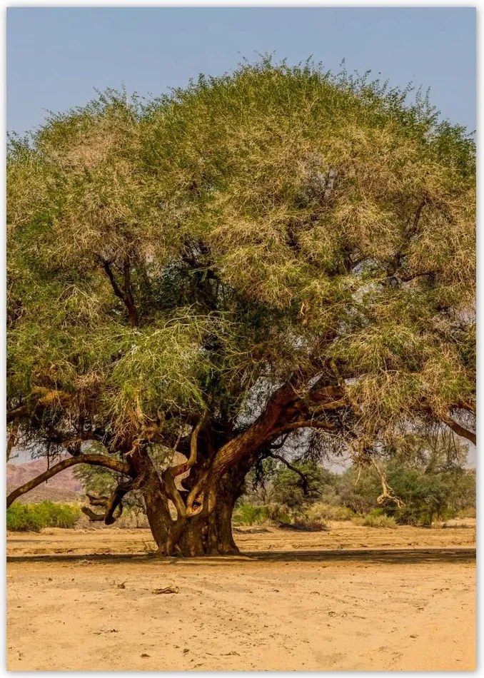 Poszterek A4 Pion Fa Kilátás