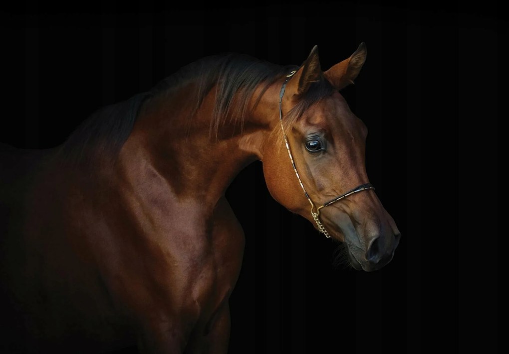 Fotótapéta ló lovak állatok fotótapéta 208 x