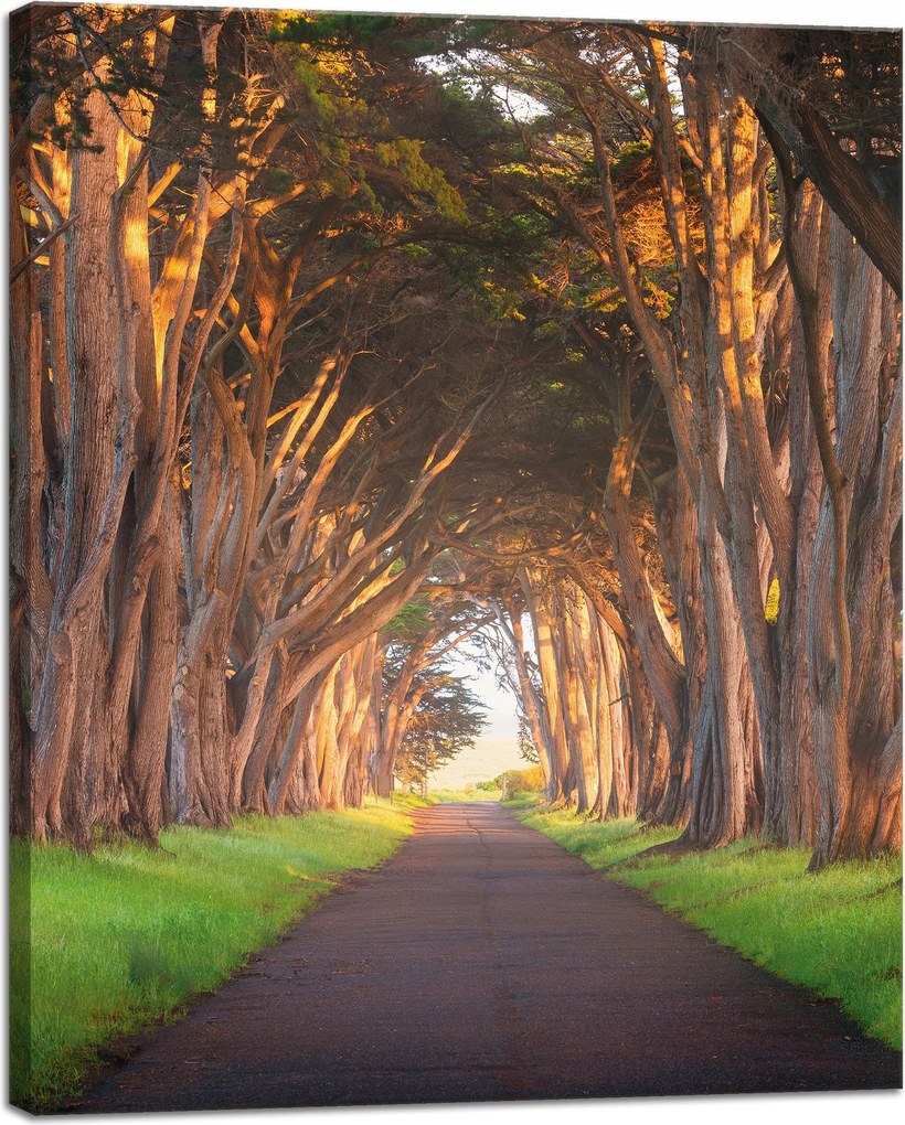 Vászonkép Út a fák között Természet 40x50 cm