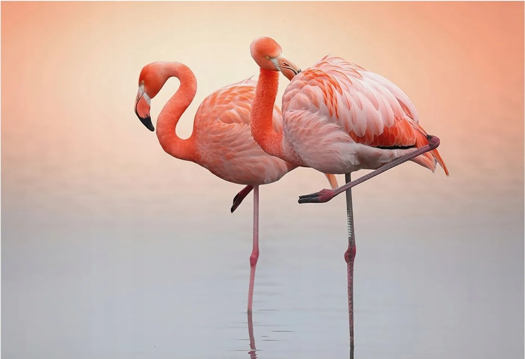 Modern fotótapéta Flizelina a falra Finom flamingók 152x104 Ragasztó