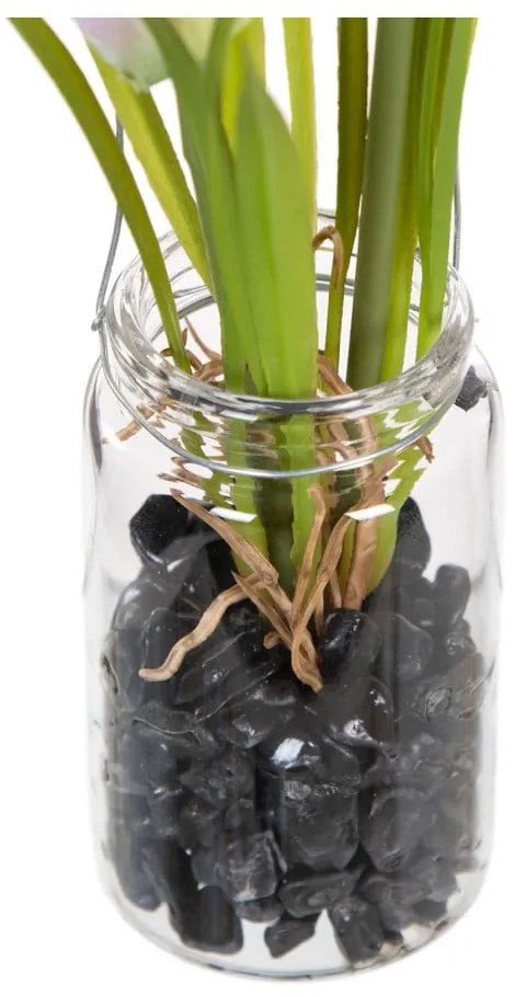 Művirág (magasság 18 cm) Tulip – Ixia