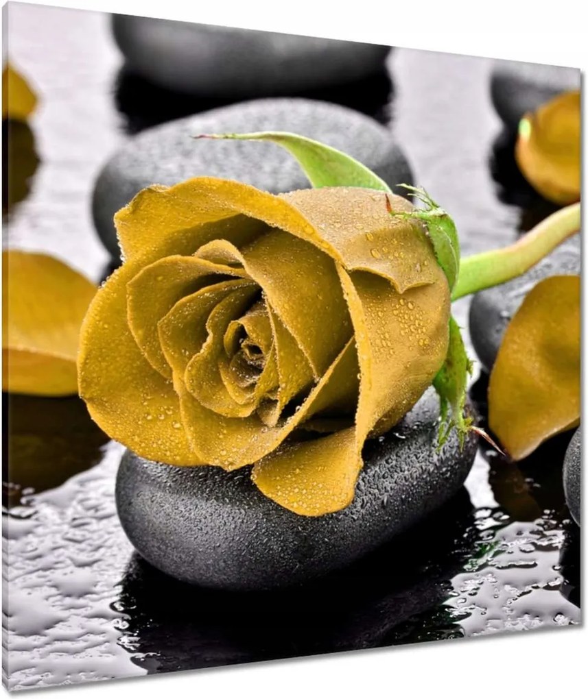 Vászonkép 90x90 Sárga rózsa köveken