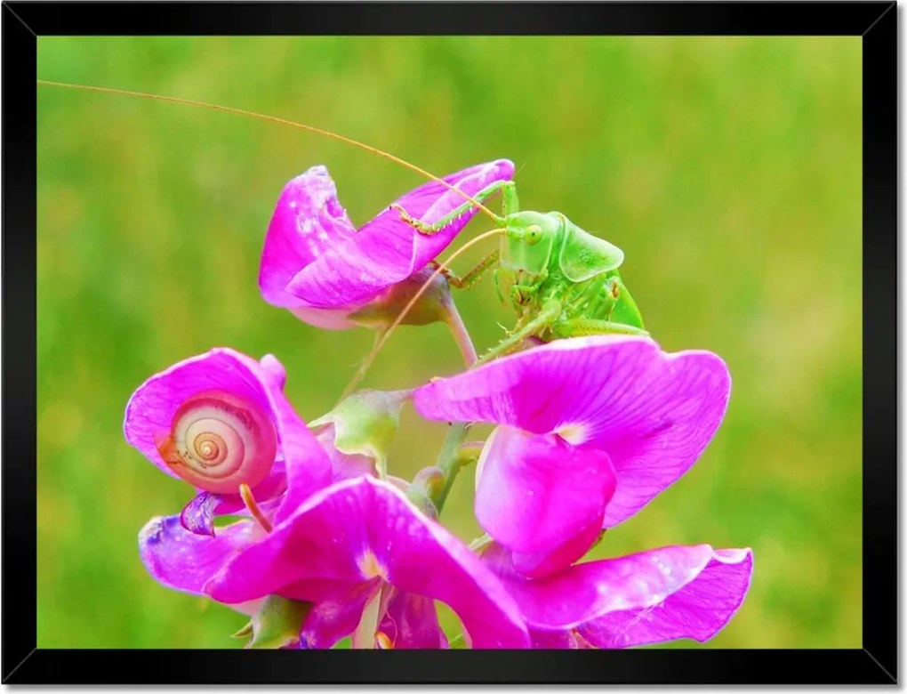 Poszterek keretben 40x30 Állatok