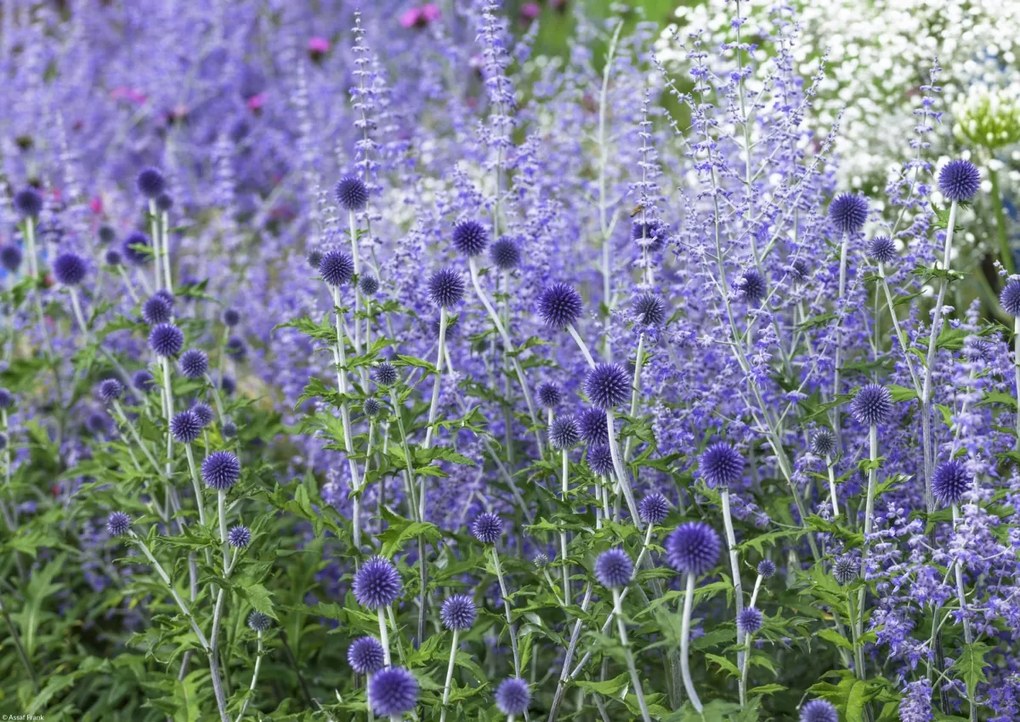 Poszter 42x29,7cm Kerti virágok, Assaf Frank