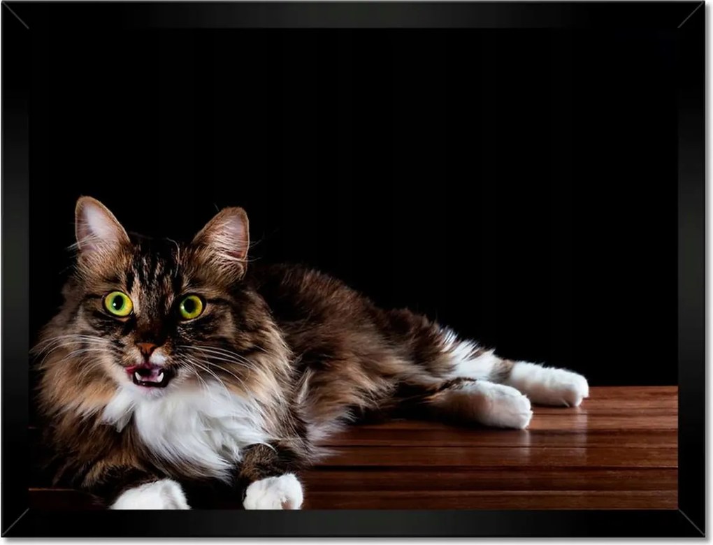 Poszterek keretben 40x30 Gyönyörű hosszú szőrű macska