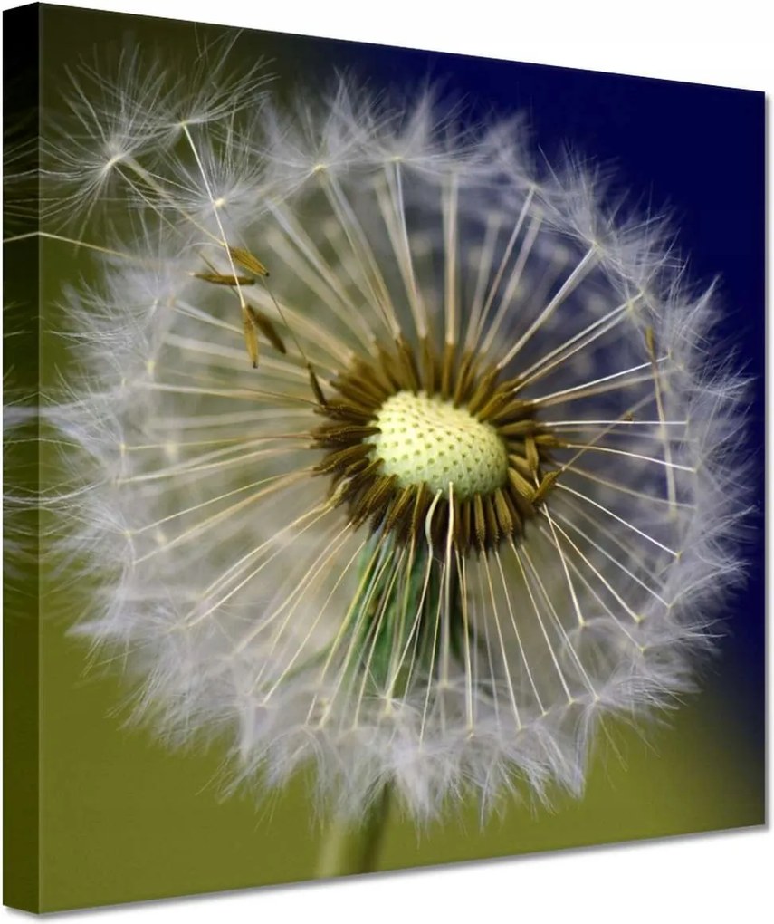 Vászonkép 60x60 Pitypang Virág Virágok