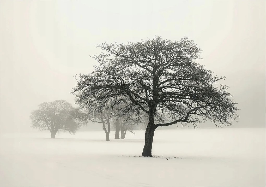 Fotótapéta Flizelin Dekoratív az irodába Téli fák 208x146 Ragasztó