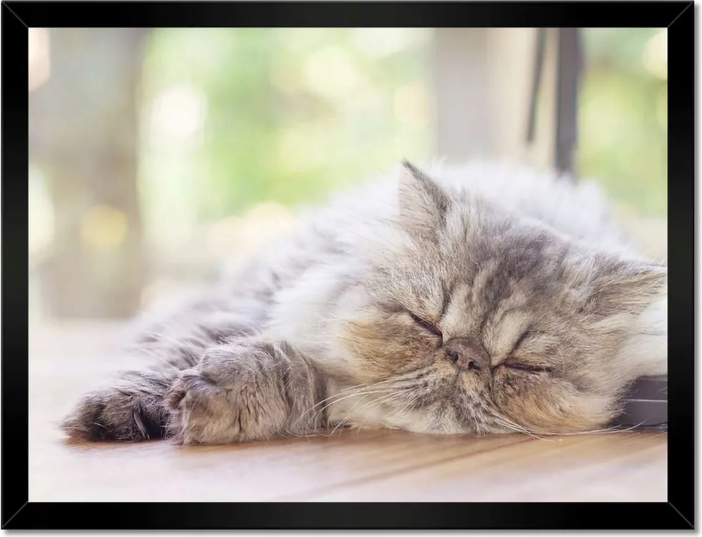 Poszterek keretben 40x30 Cica Cicák