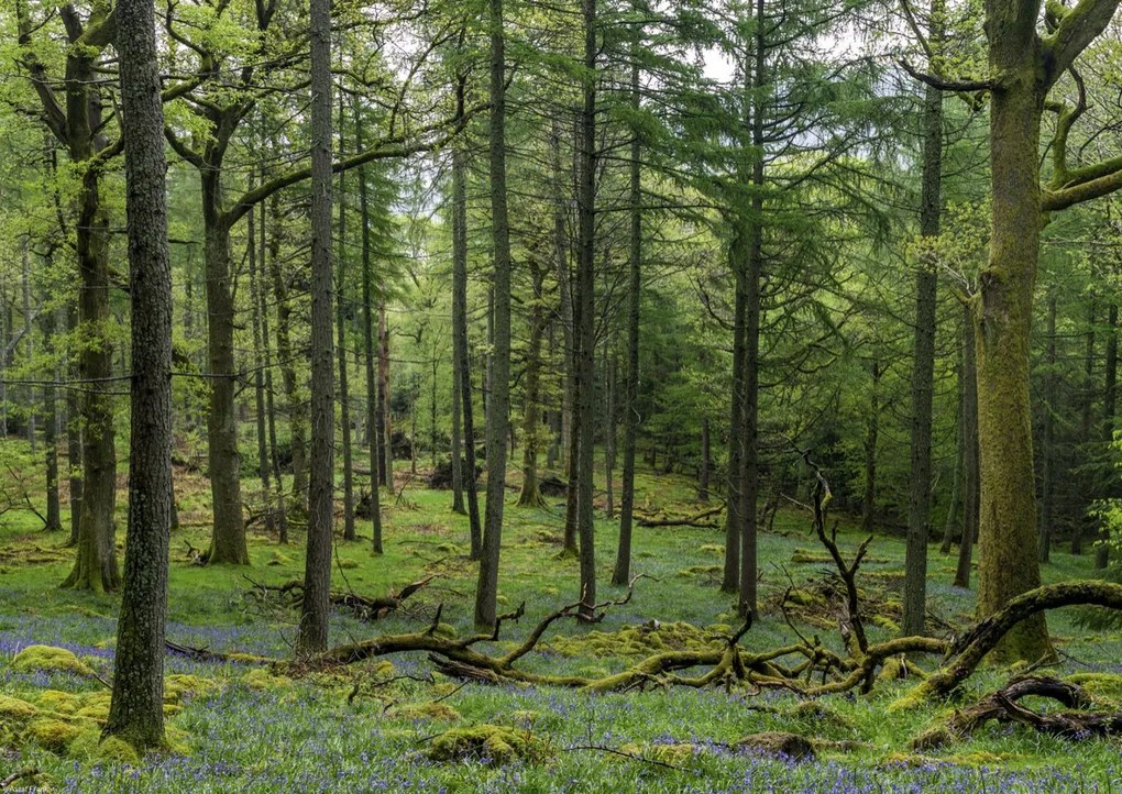 Poszter 42x29,7cm Fák az erdőben, Assaf Frank
