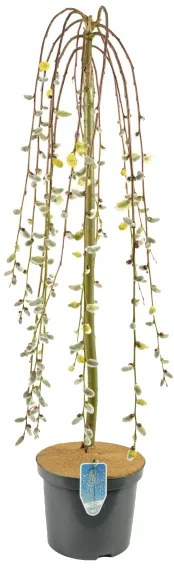 CSÜNGŐ BARKAFŰZ C5 N:125 SALIX CAPREA PENDULA