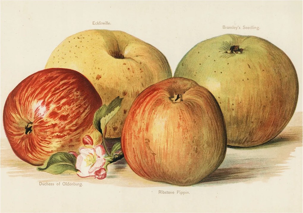 Flizelin tapéta Divatos 3D fali ragasztó Alma virágok 312x219 ragasztó