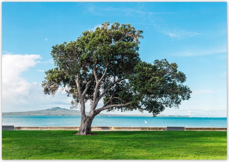 Poszterek 100x70 Magányos fa