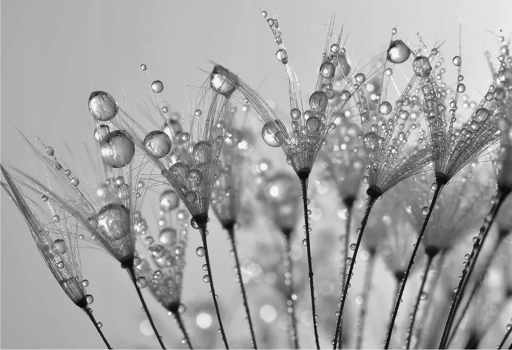 Dekoratív fotótapéta irodába Nedves finomság 152x104