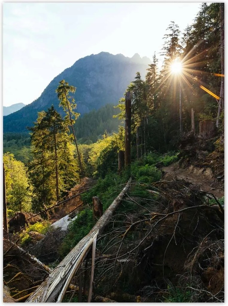 Poszterek 100x135 Hegyek Napfény Erdő Ösvény