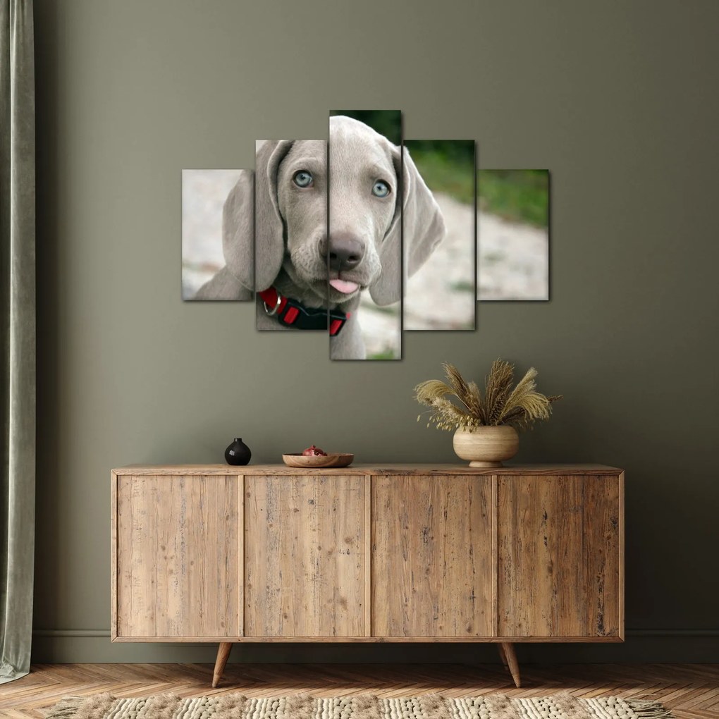 Kép - weimaraner kölyökkutya (150x105 cm)