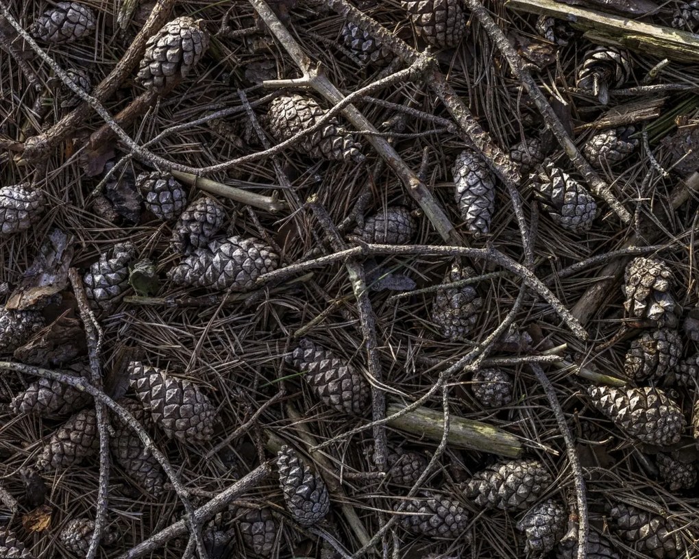 Poszter 50x40cm Erdei talaj tobozokkal és faágakkal borítva, Assaf Fr