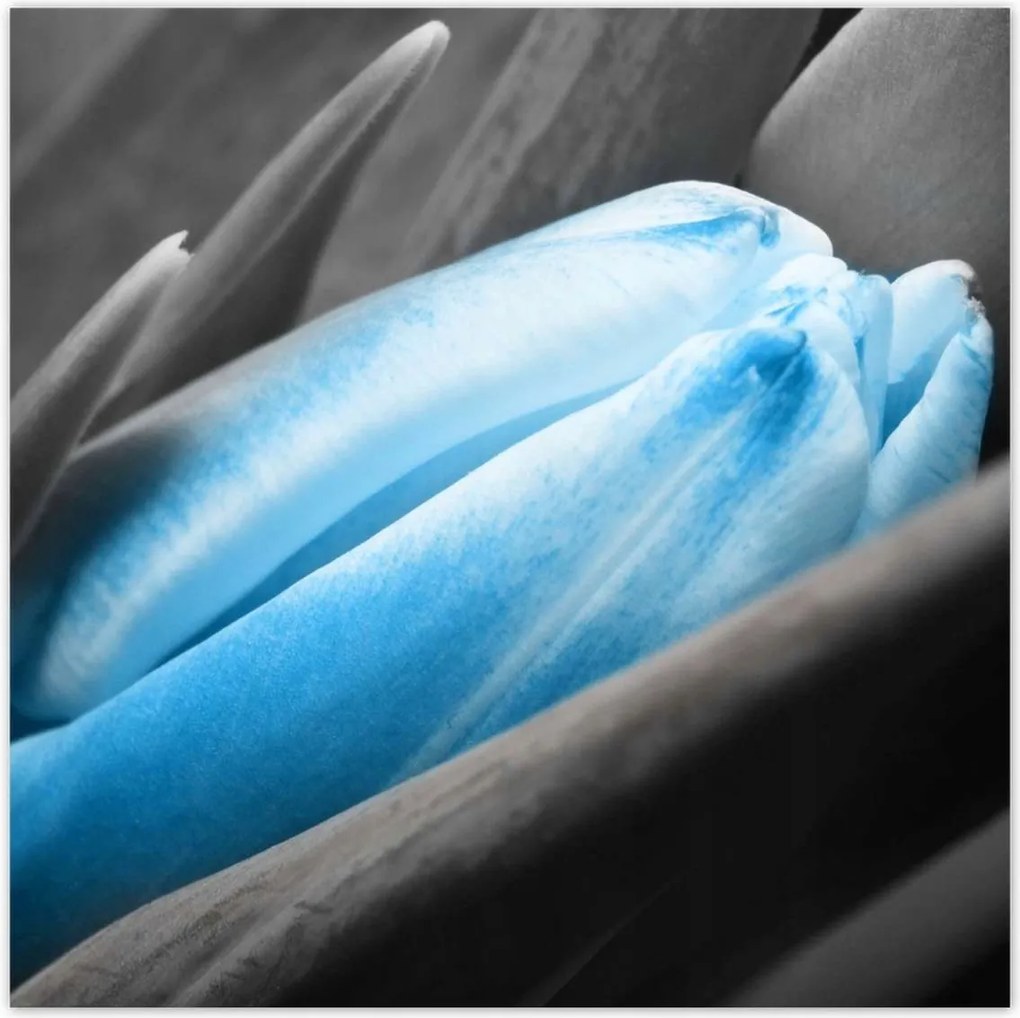 Poszterek 140x140 Kék szirmok Tulipán